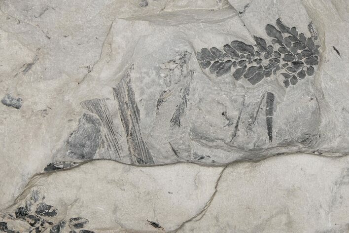 Pennsylvanian Fossil Flora (Neuropteris & Annularia) Plate #214187